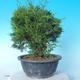 Outdoor bonsai - Juniperus chinensis ITOIGAWA - Chinese Juniper - 4/6