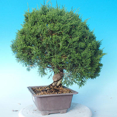 Outdoor bonsai - Juniperus chinensis ITOIGAWA - Chinese Juniper - 4