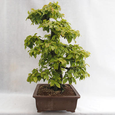 Outdoor bonsai - Hornbeam - Carpinus betulus VB2019-26689 - 4