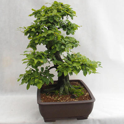 Outdoor bonsai - Hornbeam - Carpinus betulus VB2019-26690 - 4