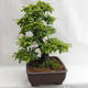 Outdoor bonsai - Hornbeam - Carpinus betulus VB2019-26690 - 4/5