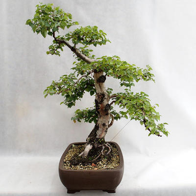 Outdoor bonsai - Betula verrucosa - Silver Birch VB2019-26695 - 4