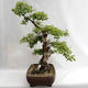 Outdoor bonsai - Betula verrucosa - Silver Birch VB2019-26695 - 4/5