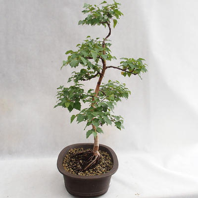 Outdoor bonsai - Betula verrucosa - Silver Birch VB2019-26696 - 4