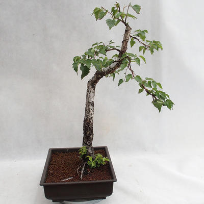 Outdoor bonsai - Betula verrucosa - Silver Birch VB2019-26697 - 4