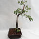 Outdoor bonsai - Betula verrucosa - Silver Birch VB2019-26697 - 4/5