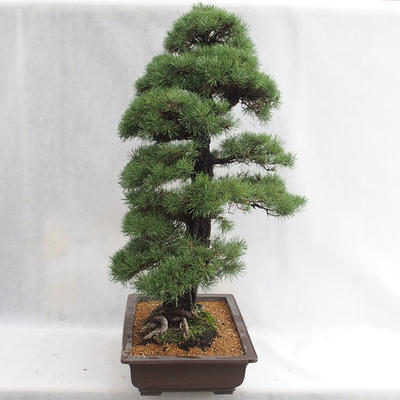Outdoor bonsai - Pinus sylvestris - Scots pine VB2019-26699 - 4