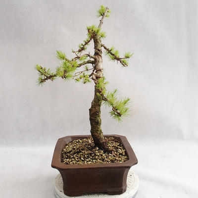 Outdoor bonsai -Larix decidua - European larch VB2019-26702 - 4