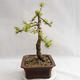 Outdoor bonsai -Larix decidua - European larch VB2019-26702 - 4/4