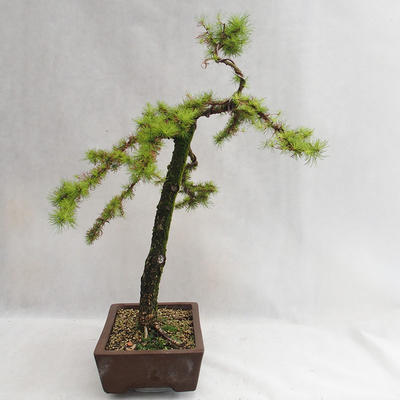 Outdoor bonsai -Larix decidua - European larch VB2019-26704 - 4