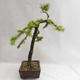 Outdoor bonsai -Larix decidua - European larch VB2019-26704 - 4/5