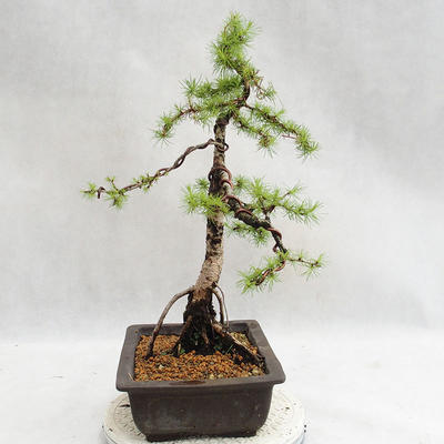 Outdoor bonsai -Larix decidua - European larch VB2019-26707 - 4