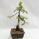 Outdoor bonsai -Larix decidua - European larch VB2019-26707 - 4/5