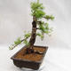 Outdoor bonsai -Larix decidua - European larch VB2019-26708 - 4/5