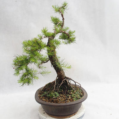 Outdoor bonsai -Larix decidua - European larch VB2019-26709 - 4