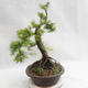 Outdoor bonsai -Larix decidua - European larch VB2019-26709 - 4/5