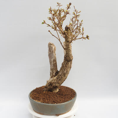 Outdoor bonsai - Forsythia - Forsythia intermedia Week End - 4