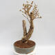 Outdoor bonsai - Forsythia - Forsythia intermedia Week End - 4/4