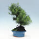 Indoor bonsai-Pinus halepensis - 4/4