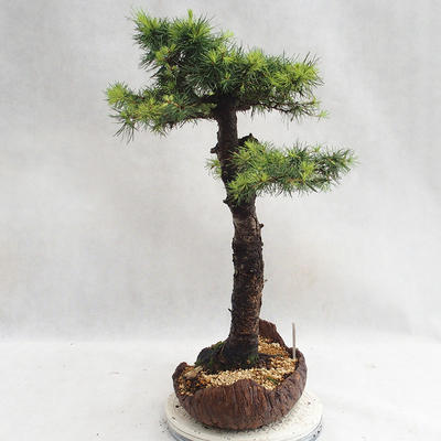 Outdoor bonsai -Larix decidua - European larch VB2019-26710 - 4