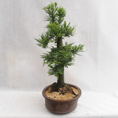 Outdoor Bonsai - Metasequoia glyptostroboides - Chinese Small Leaves Metasequoia VB2019-26711 - 4