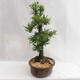 Outdoor Bonsai - Metasequoia glyptostroboides - Chinese Small Leaves Metasequoia VB2019-26711 - 4/6