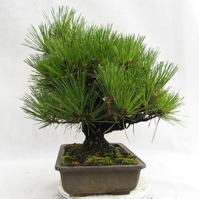 Outdoor bonsai - Pinus thunbergii Corticosa - Thunberg's pine VB2019-26712 - 4