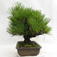 Outdoor bonsai - Pinus thunbergii Corticosa - Thunberg's pine VB2019-26712 - 4/5