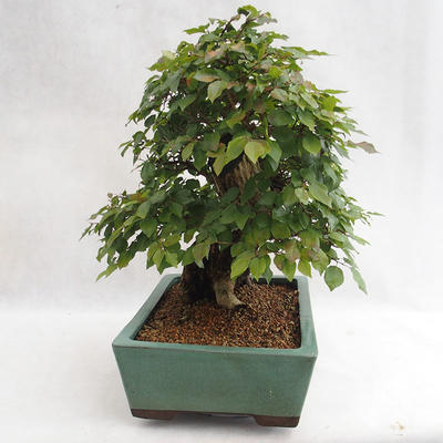 Outdoor bonsai - Korean hornbeam - Carpinus carpinoides VB2019-26715 - 4