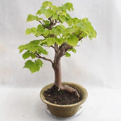 Outdoor bonsai - Heart-shaped lime - Tilia cordata 404-VB2019-26717 - 4