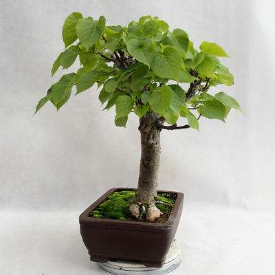 Outdoor bonsai - Heart-shaped lime - Tilia cordata 404-VB2019-26718 - 4