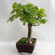 Outdoor bonsai - Heart-shaped lime - Tilia cordata 404-VB2019-26718 - 4/5