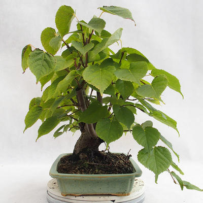 Outdoor bonsai - Heart-shaped lime - Tilia cordata 404-VB2019-26719 - 4