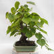 Outdoor bonsai - Heart-shaped lime - Tilia cordata 404-VB2019-26719 - 4/5