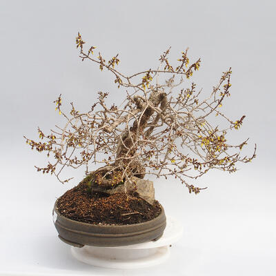 Outdoor bonsai - Forsythia - Forsythia intermedia maluch - 4