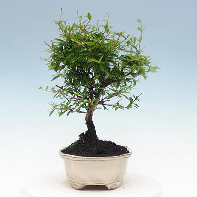 Room bonsai-PUNICA granatum nana-Pomegranate - 4