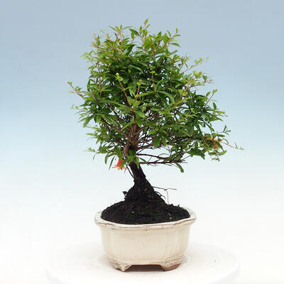 Room bonsai-PUNICA granatum nana-Pomegranate - 4
