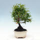Room bonsai-PUNICA granatum nana-Pomegranate - 4/6