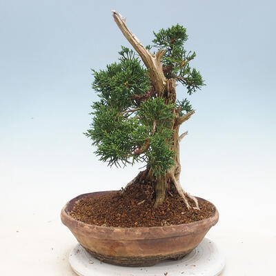 Outdoor bonsai - Juniperus chinensis - Chinese juniper - 4