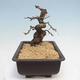 Outdoor bonsai -Larix decidua - Larch - 4/4