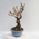 Outdoor bonsai - Forsythia - Forsythia intermedia Week End - 4/5