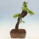 Outdoor bonsai - Larix decidua - Deciduous larch - 4/7
