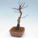 Outdoor bonsai - Maple palmatum DESHOJO - Japanese Maple - 4/6