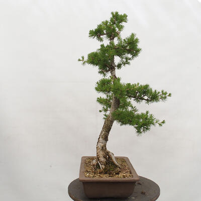 Outdoor bonsai - Larix decidua - Deciduous larch - 4