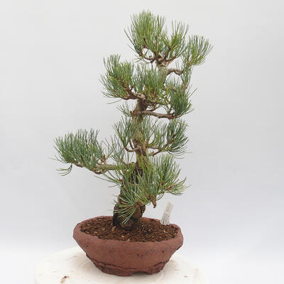 Outdoor bonsai - Pinus parviflora - White Pine - 4