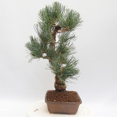 Outdoor bonsai - Pinus parviflora - White Pine - 4