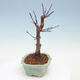 Outdoor bonsai - Maple palmatum DESHOJO - Japanese Maple - 4/6