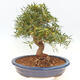 Indoor bonsai - Ficus nerifolia - small-leaved ficus - 4/6