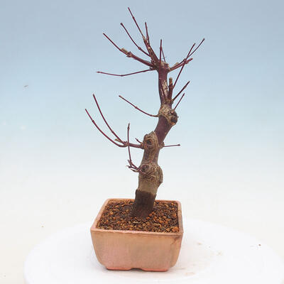 Outdoor bonsai - Maple palmatum DESHOJO - Japanese Maple - 4