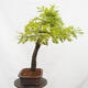 Outdoor bonsai Quercus Cerris - Oak Cer - 4/5